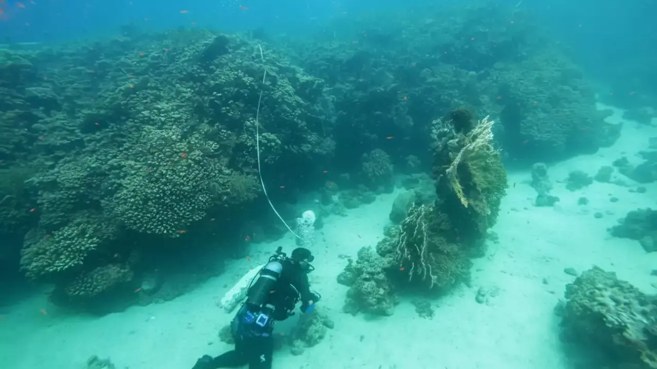 اكتشاف كنز أثري عمره 800 عام في البحر الأحمر السعودية يعيد كتابة التاريخ البحري